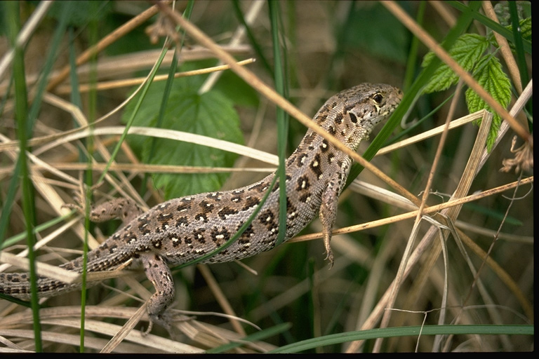 Amphibian Facts